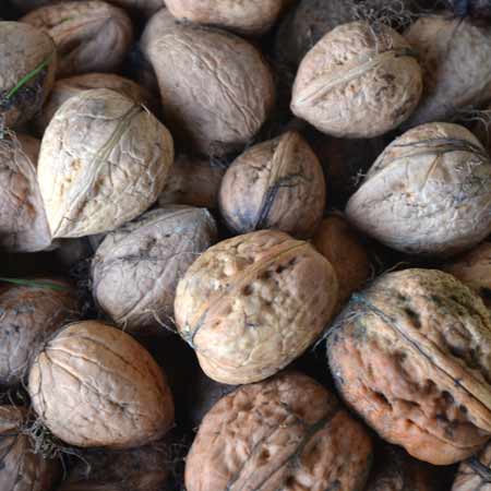 Die Rottaler Baumnüsse zeigen eine grosse Genvielfalt