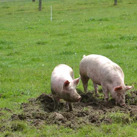 Schweine mit Auslauf ins Freiland