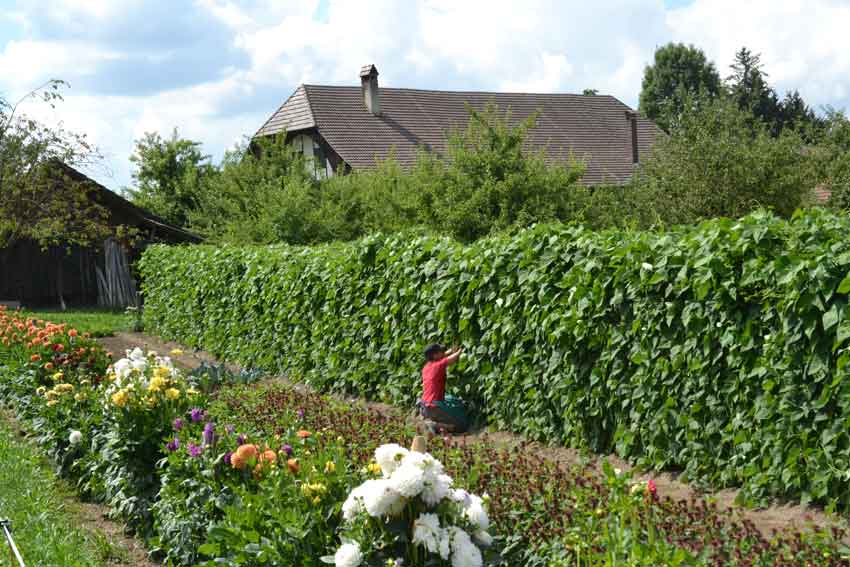 Bohnen D rren Rottaler Genussfenster bohnen-d-rren-rottaler-genussfenster